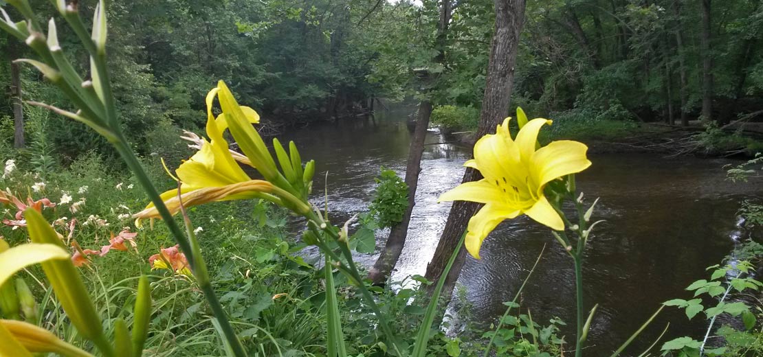 Whispering Waters Campground - Day Lilies along the Thornapple River